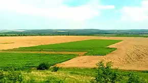 A field in a plain