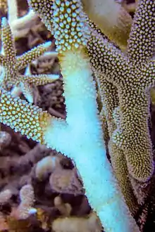 Image 17Acropora with brown band disease, Lizard Island (from Environmental threats to the Great Barrier Reef)