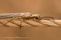 Thorax and head (with club-shaped antenna) of antlion adult