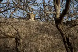 Indian leopard at Gir