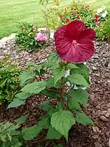 Maroon flower