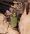 Green tiger beetle