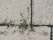 Eragrostis minor is often found growing in pavement cracks