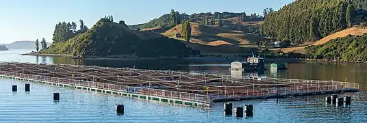 Fish farming in the fjords of southern Chile