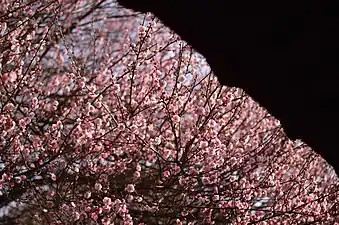 Plum blossom in Linyang Temple