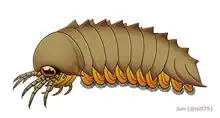 Image 11Reconstruction of Mollisonia plenovenatrix, the oldest known arthropod with confirmed chelicerae (from Chelicerata)