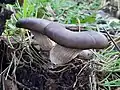 Oyster mushrooms, Pleurotus ostreatus var columbinus in winter