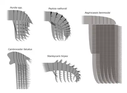 Comparison of the frontal appendages of Peytoia with other members of Hurdiidae