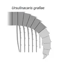 Reconstruction of frontal appendage