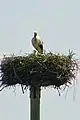 A stork in Roderwolde