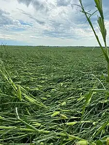 Farm field growing corn shown, all corn has been flattened to the ground.