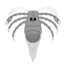 Reconstruction of ''Megarachne'', with parts missing from its fossils based on fossils of its relatives.