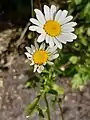 Oxeye Daisy, Leucanthemum vulgare, on ramp