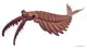 Anomalocaris is a member of the anomalocarididae family, which at one point included all radiodonts, but now only includes a few genera such as Lenisicaris.