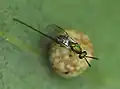 Parasitoid Torymus auratus