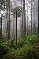 Forest along Mount Tanglefoot track