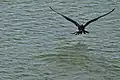 frigatebird shakes the water out of its feathers