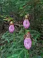 Plant in bloom near Mount Stewart, Prince Edward Island, Canada