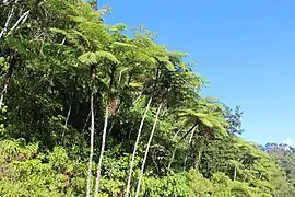 Tree ferns common in the forest.