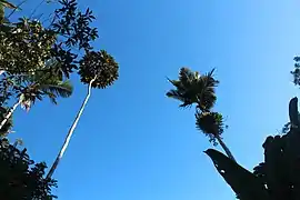 Vegetation in the forest.