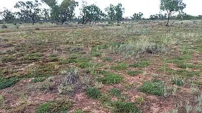 Claypan with large catchment