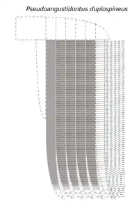 Reconstruction of the frontal appendage of P. duplospineus