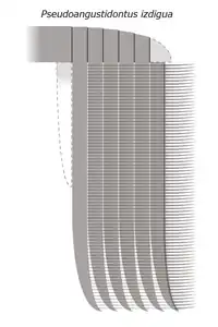 Reconstruction of the frontal appendage of P. izdigua