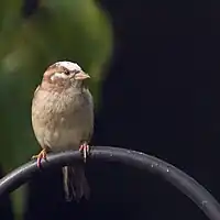 Female house sparrow with incomplete leucism (Passer domesticus)