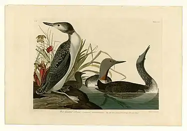 The Red-Throated Diver, #202