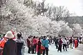 Visitors to 203 Hill Cherry Blossom Park