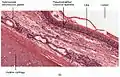 Cross-section of the trachea, with pseudostratified ciliated columnar epithelium and goblet cells labelled