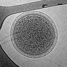 Cryogenic transmission electron microscopy (cryoTEM) image of an intact ARMAN cell from an Iron Mountain biofilm. Image width is 576 nm.