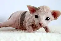 Two-week-old Sphynx kitten