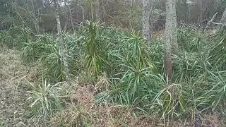 Perhaps the most northerly native stand of Yucca aloifolia, located in Back Bay National Wildlife Refuge.