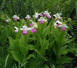 Growing in Vermont