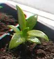 Seedling