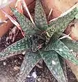 G.excelsa forms - Dark, glossy, spotted rosette.