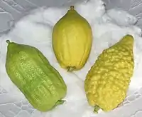 Three varieties of etrogim (Citrus medica acceptable for Jewish ritual use) that are all true non-hybrid citrons