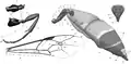 Morphology of the abdomen and processes of the thorax: (E) front wing; (F) leg III; (G) abdomen of female