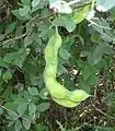 Single, unripe pod