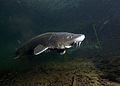 White sturgeon (Acipenser transmontanus)