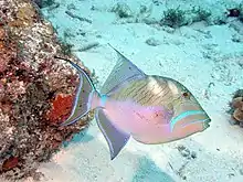 Queen triggerfish (Balistes vetula)