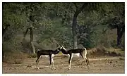 Male blackbuck at Tal Chhapar wildife sanctuary