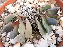 Glottiphyllum carnosum