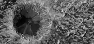 Close view of crater on floor of Danielson, as seen by HiRISE