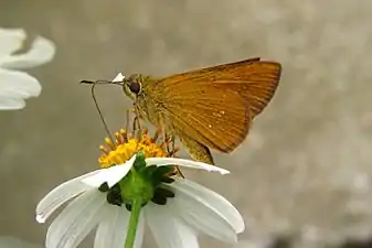 Ventral view