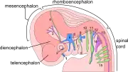 The embryo's nervous system at six weeks.