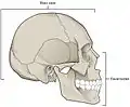 Facial bones and neurocranium (labeled as "Brain case").