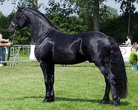 A black horse seen in profile