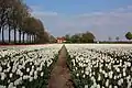 Field of flowers